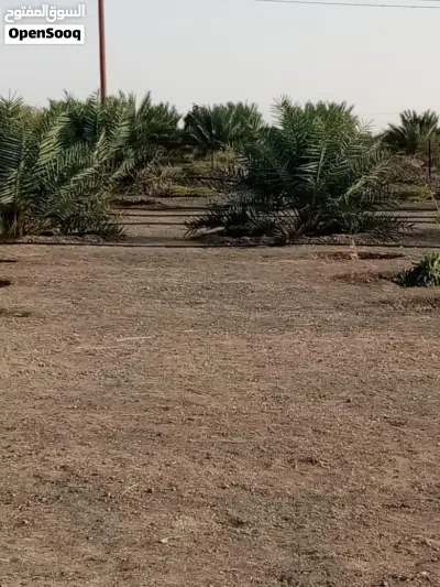 ارض زراعيه انتفاع 4