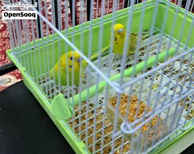 زوج من طيور البادجي للبيع 4