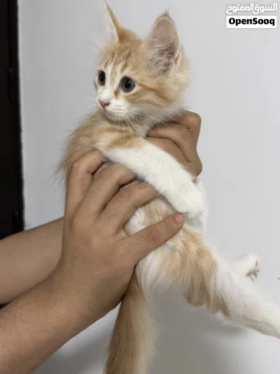 قطط للتبني بشكل عاجل 4