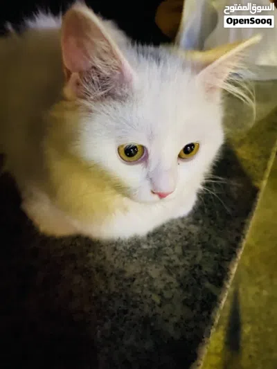 Parisian breeds cat 2
