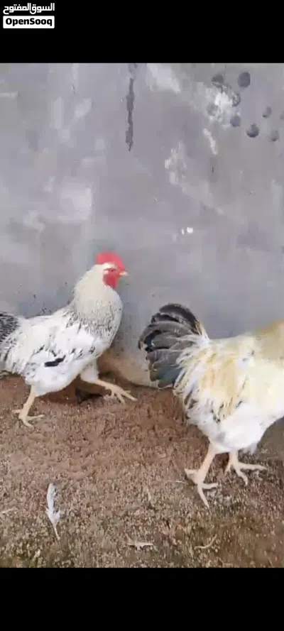 ديوجه ثنين 4