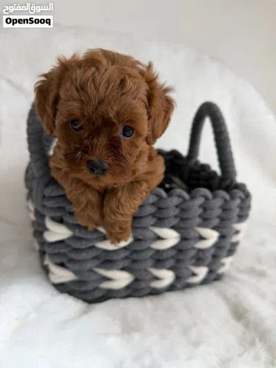 Toy Poodle 2