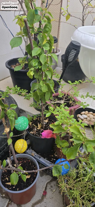 Mix outdoor plants نباتات خارجية 4