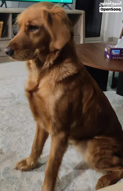 Female Golden Retriever 4