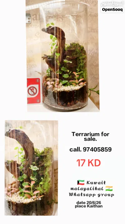 Terrarium for sale 2
