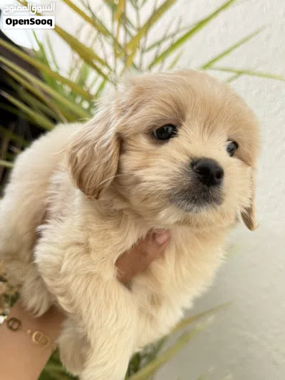 Shie-poo For Sale 2
