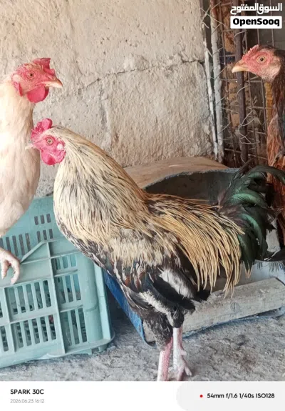 دجاجتين وديك للبيع 4