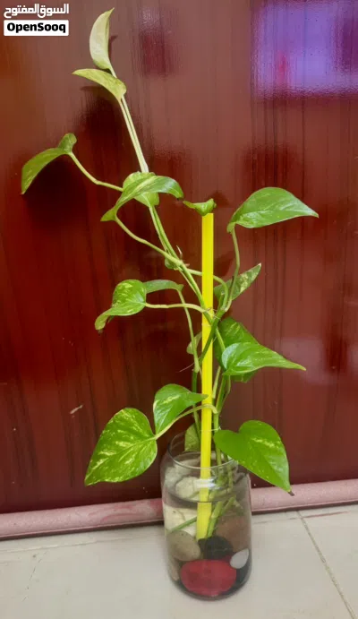 04 Plants for sale 3