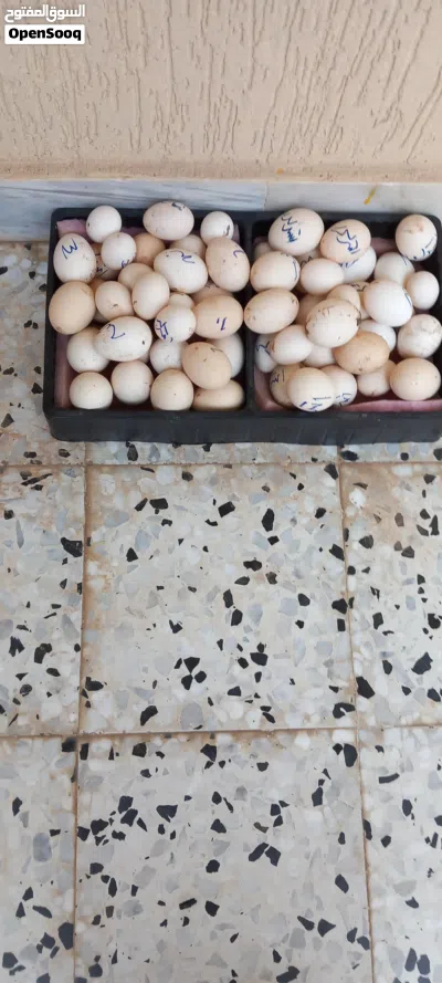 تم توفير زوز طباق بيض زينه مخلط تجميع جديد 2