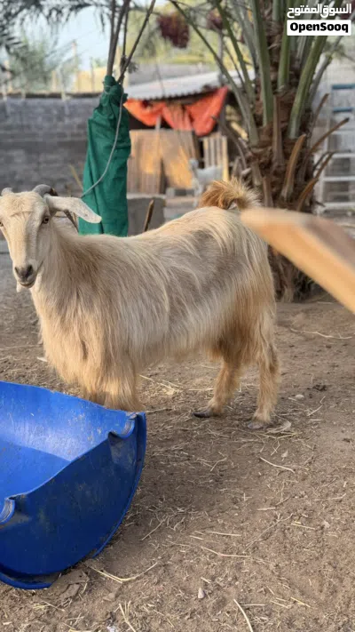 للبيع شاه من حلال الجواميد 3