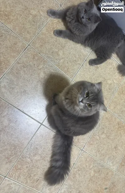 two cats for adoption 2