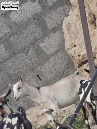 سخل من حلال الظفاري فل سمنه تبارك الرحمان 3