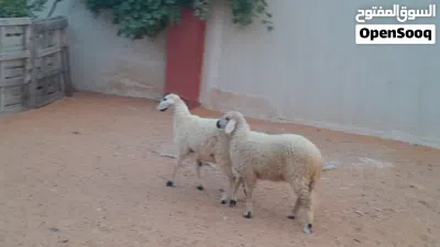 2فطايم خوات تؤام ربي يبارك عمرهم ف6شهور سليمات مشالله... 2