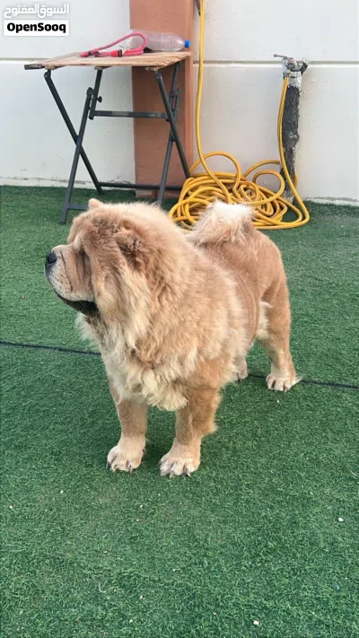 Chow chow pure breed 2