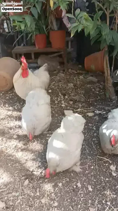 ديك و 3 جاجات كوشن بياضات 4