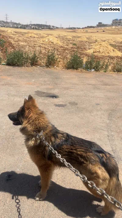 German shepherd purebred long hair black mask. عمر شهرين 4