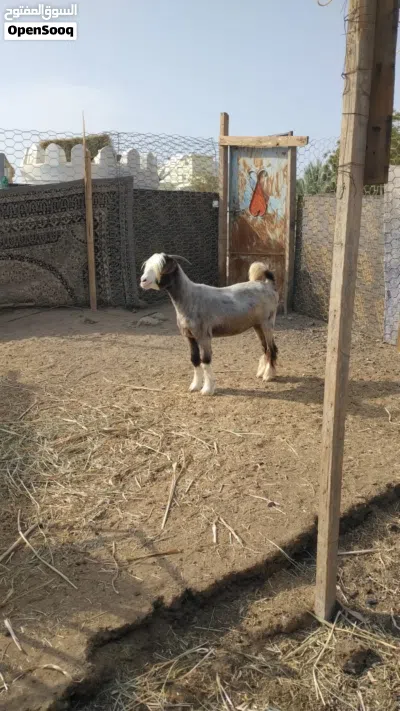 حلال طيب ونظيف 2