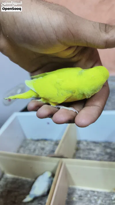 افراخ طيور حب شرط الصحة والنظافة والزق ........................... .......... .......... .......... 3
