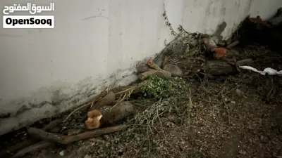 حطب شجره صباره 2