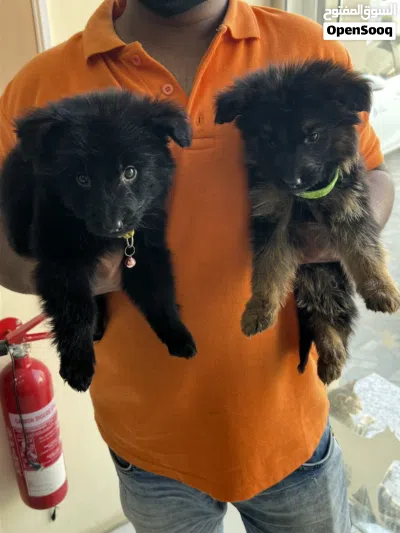 GSD Puppies 2