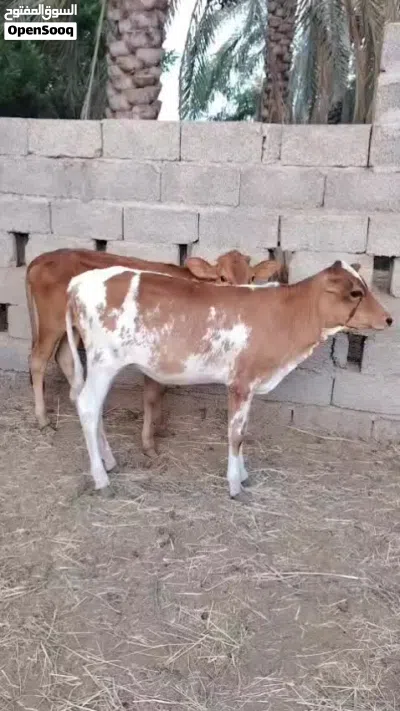 عجلات مهجنات فرصه الا يريد يربي جروزات ف الأكل ماشاء الله 3