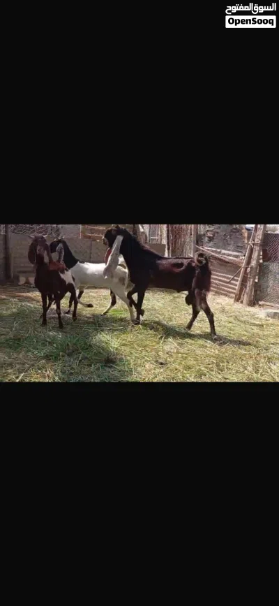 للبيع غنم باكستاني حجازي اصل حلال طيب 4