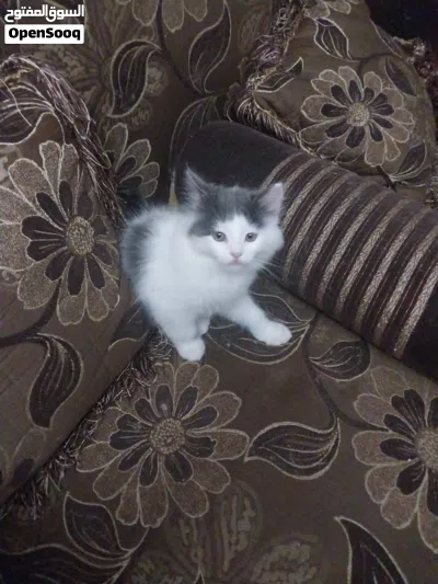 قط شيرازي بيور 3