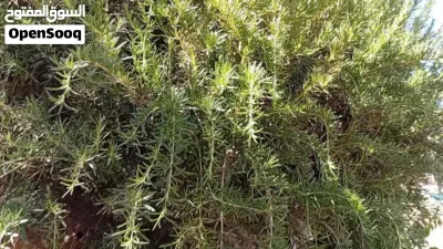 بيع حصلبان (إكليل الجبل ) طازج 4
