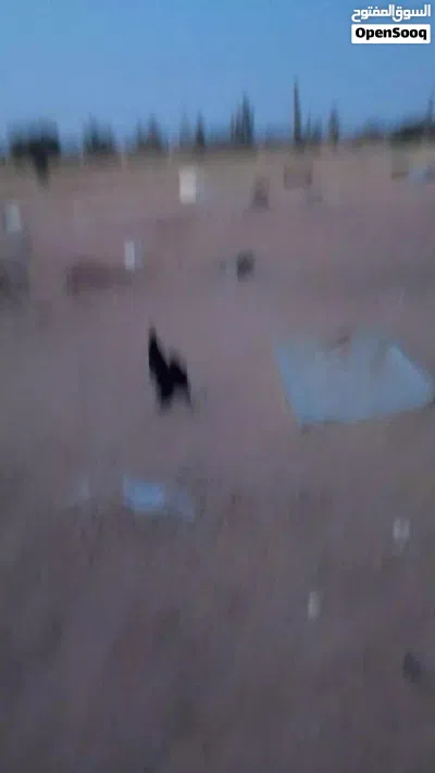 فروج برهما اسود مضروب على عملاق 4