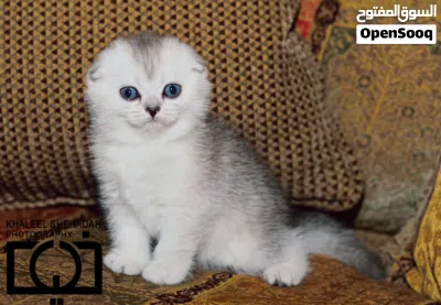 الاسعار تبدأ من 100 قطط سكوتش فولد شورت هير وقطط بريتش شورت هير Scottish fold&British Shorthair بيور 4