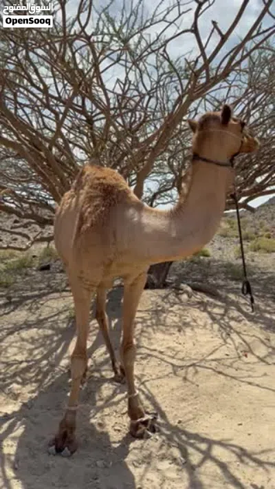 ناقه حايل سلاله شاهينيه 3