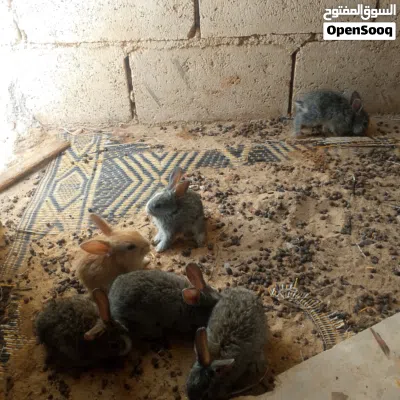 بسم الله ماشاء أرنبه بلديه معاها خمس ارانب صغار 2