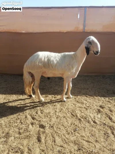 للبيع فحل نجدي بيور مد وشو ما شاء الله خيل حجم خرافي عمره سنه وشهرين تقريبا 4