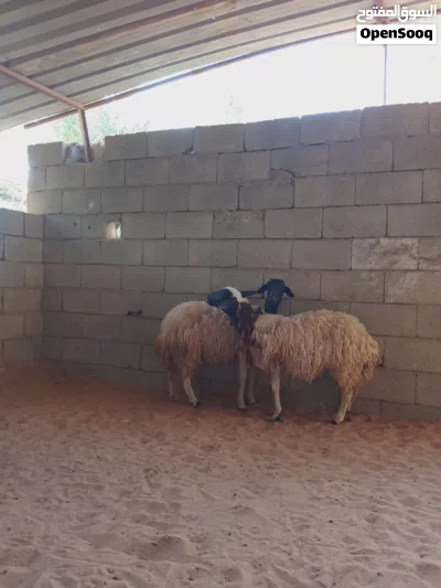 زوز نعاج.. وحدة تنيه وحده اربعه.... 2