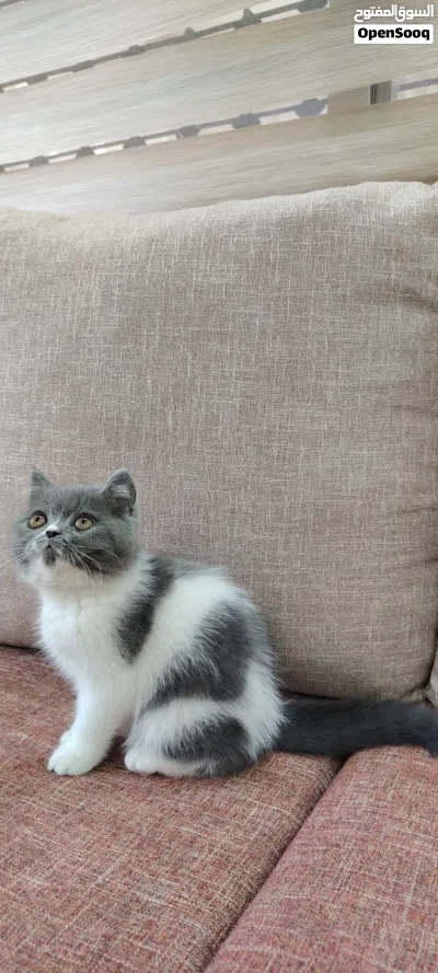 قطة صغيره للبيع مع أغراضها 4