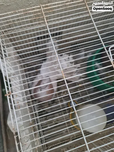 حمام عرايس، 3