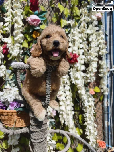 Cockapoo puppy 4