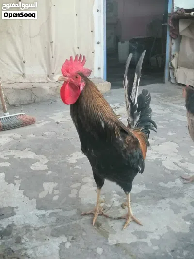 متوفر دجاج كويتي اصلي خط اول كحالي سيافي 2