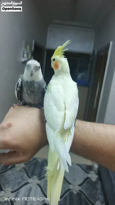 طيور للبيع 4