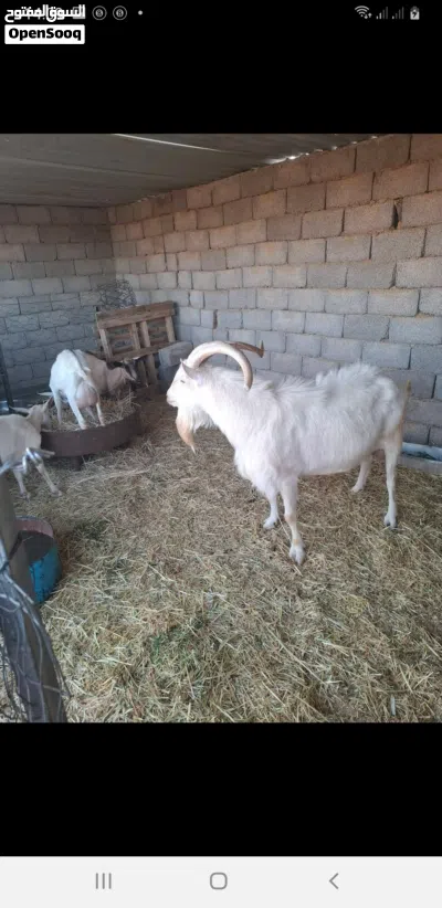 فحل ماعز سانين للبيع او افاري 3