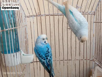 جوز بقلينو ساخن على تدحاي 3