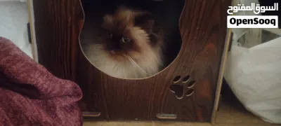 بيت للقطط خشب مع خداشه 4