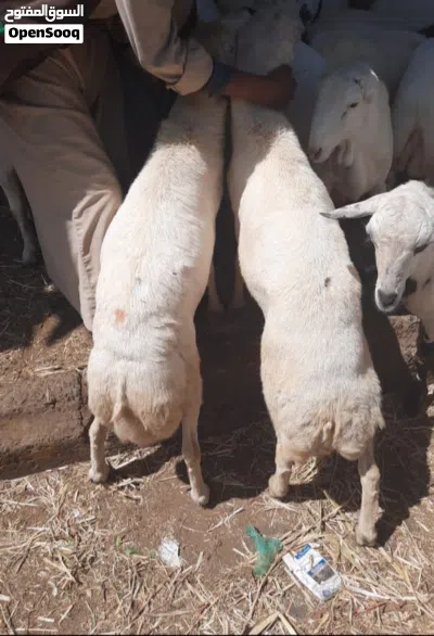 ذي يزن العوامي بيع وشراء ارخص الاغنام والأبقار 4