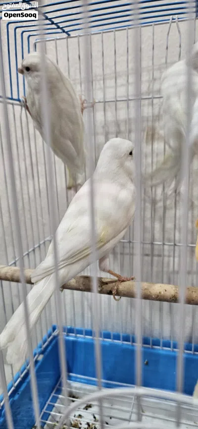 selling canaries bird 4