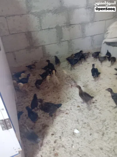 بسم الله ماشاء فراخ دجاج بلدي العمر 40 يوم بيع على الكوم 3