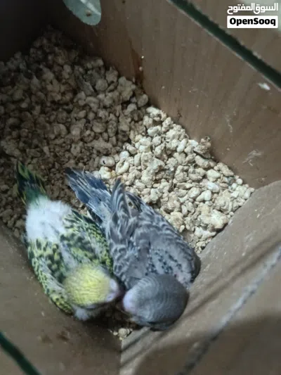 طيور ااااا 2