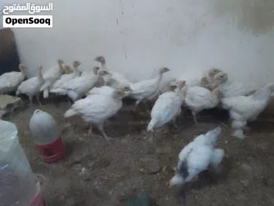 فراخ عمر من شهر ونص ل 3 شهور ونص 2