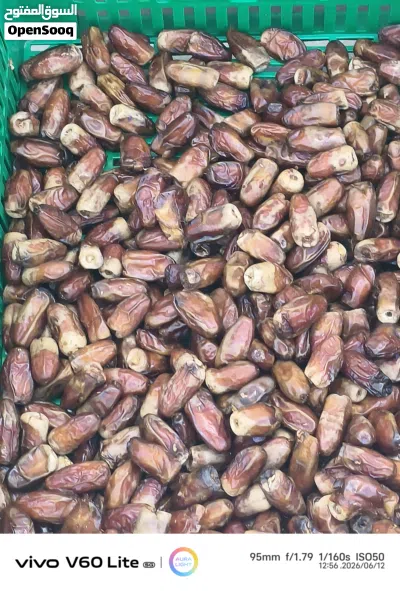 تمر نغال جيرجرو 2