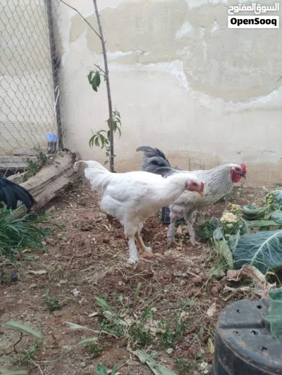 undefined 2