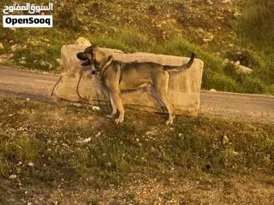 جوز كلاب كانجال بيور منتج لونهم بني فاتح حجم ضخم جدًا 3